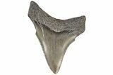 Serrated, Juvenile Megalodon Tooth - South Carolina #196083-1